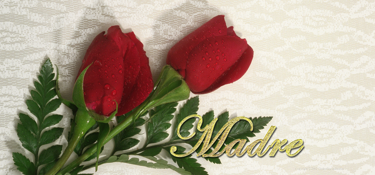 040 Red Roses (Madre)